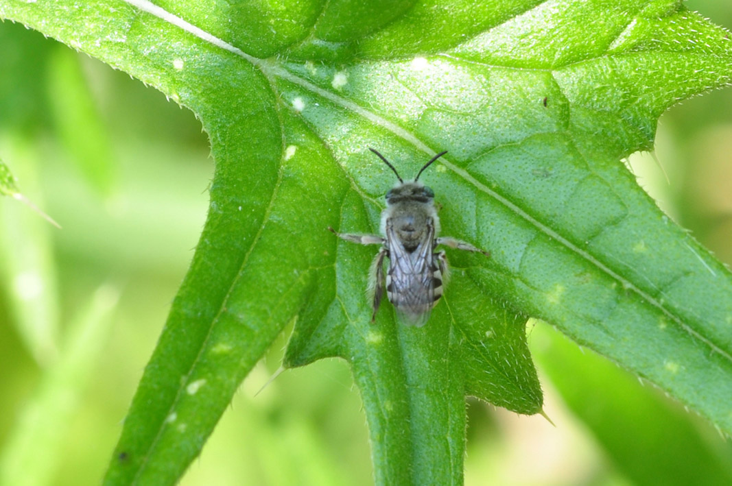 Apidae: cfr. Tetralonia sp., femmina